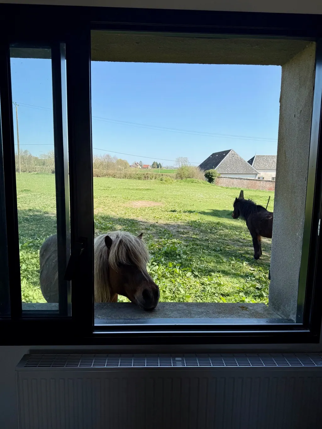 Vue sur les poneys depuis le Domaine Majorelle