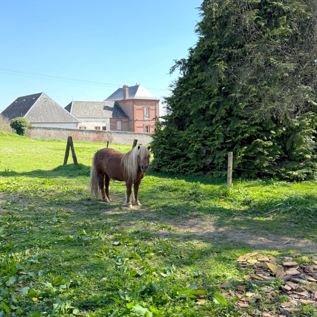 Les chevaux dans le pré