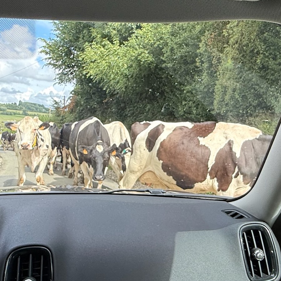 Rencontre avec les vaches