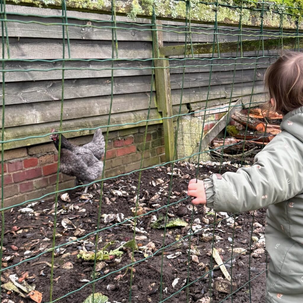Nourrir les poules