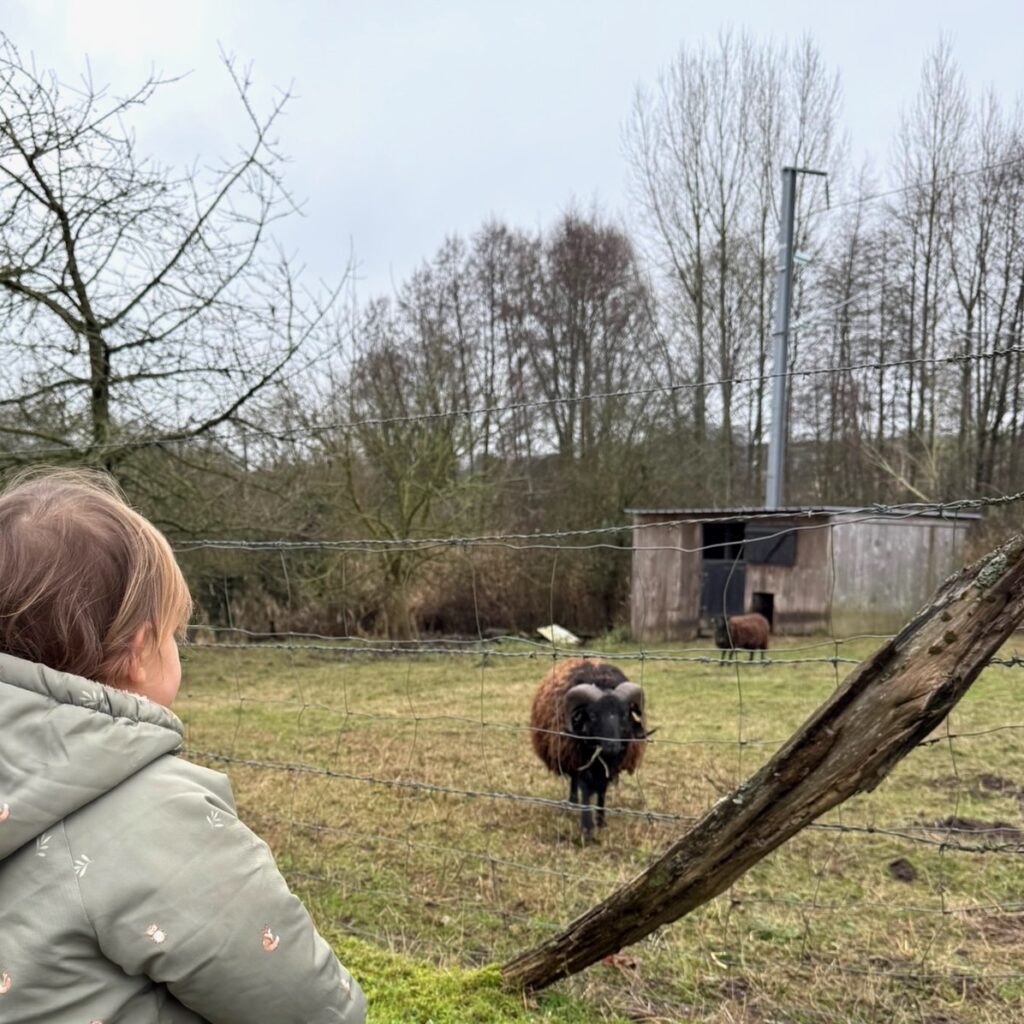 Balade au contact des animaux