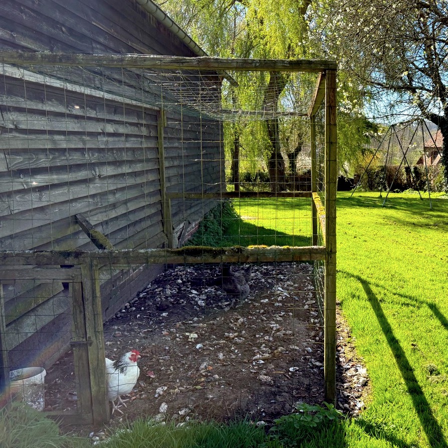 Les poules dans leur enclos