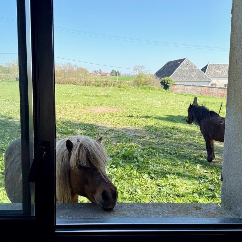 Chevaux curieux au bord de la fenêtre